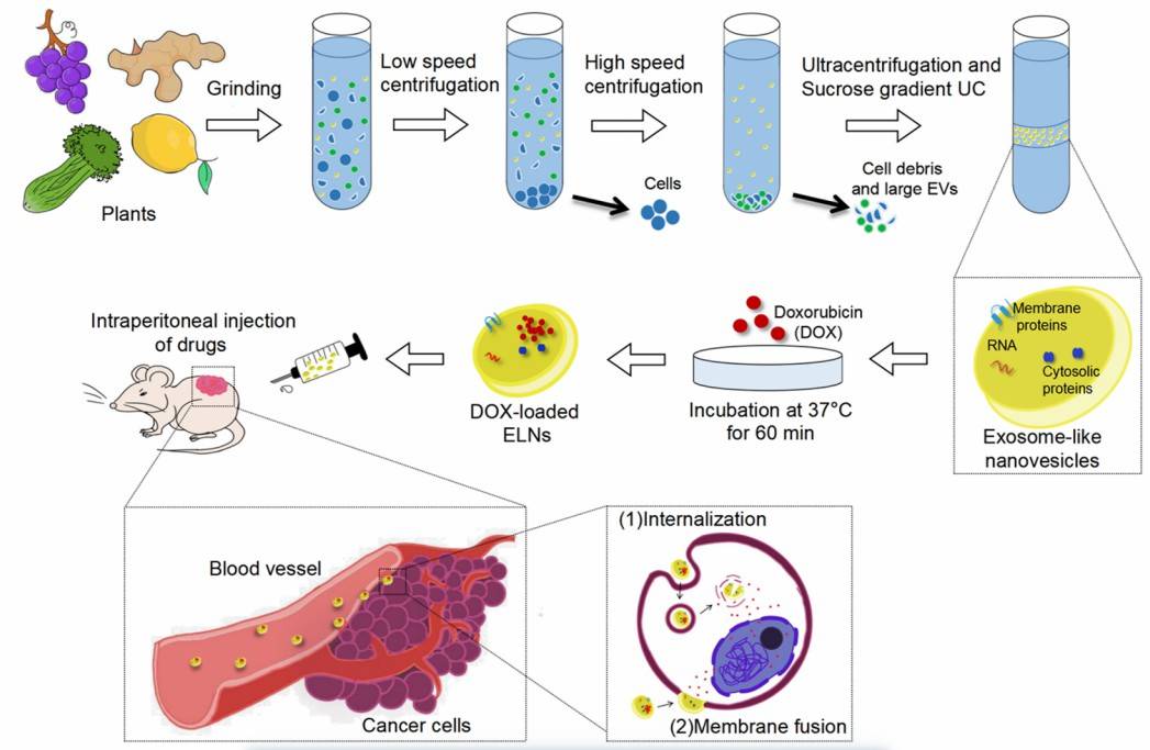 Celery-derived exosomes for drug delivery.